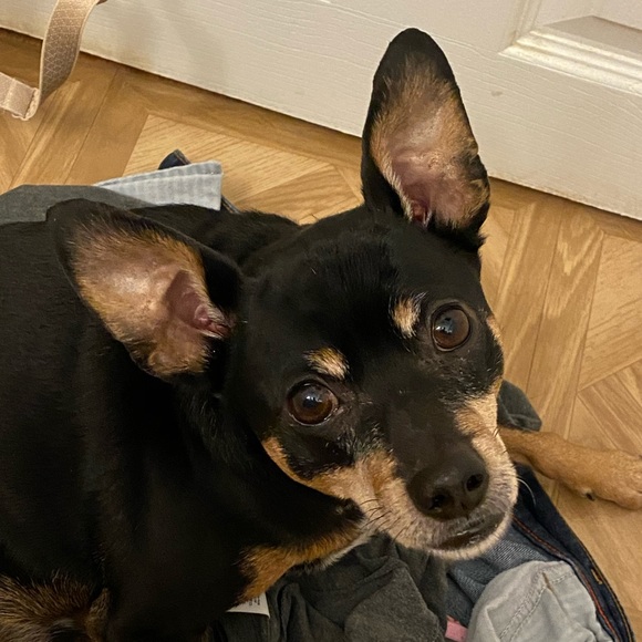 Meet your Posher, Otto - Picture 9 of 16